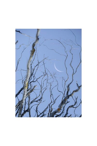 OEM Tablou Canvas, 'Serenitate Sub Luna'