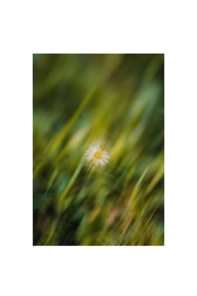 OEM Tablou Canvas, „Margarete dansând în briza verii”, Floare, Simplitate, Natură