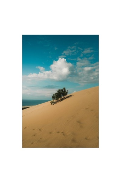 OEM Tablou Canvas, "Planta solitară pe dune pustii", Nisip, Dune, Cer, Nor, V...