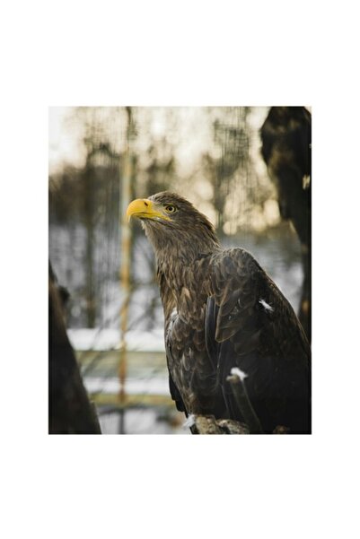 OEM Tablou Canvas, Premium - Privirea Vulturului