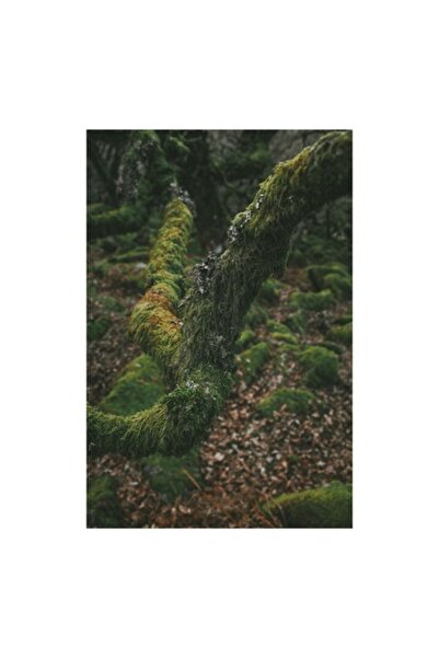 OEM Tablou Canvas, 'Padurea ascunsa sub mantia verde', Copac, Muschi, Natura,...