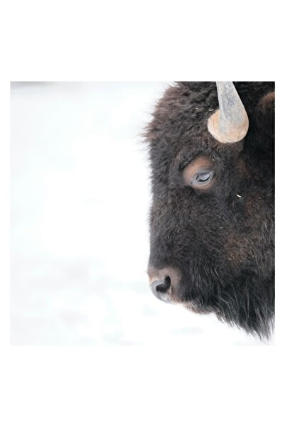 OEM Pictură pe pânză, „Biznon în calmul iernii albe”, Bizon, Profil, Blană, Coarne, Privire, Natură, Zăpadă