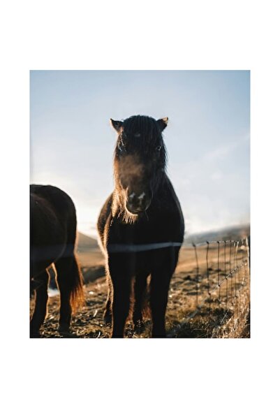 OEM Tablou Canvas, 'Caii in lumina diminetii de iarna', 26 x 39cm