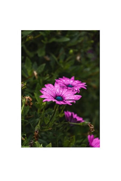 OEM Tablou Canvas, 'Flori de primavara in roua', Roz, Petale, Verde, Natura, ...