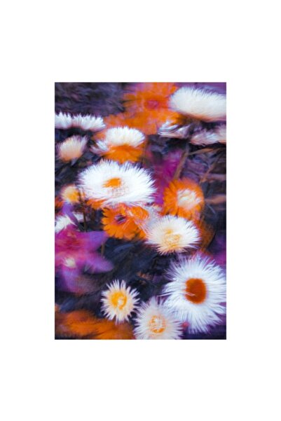 OEM Tablou Canvas, 'Flori albe si portocalii in miscare', 100 x 100cm