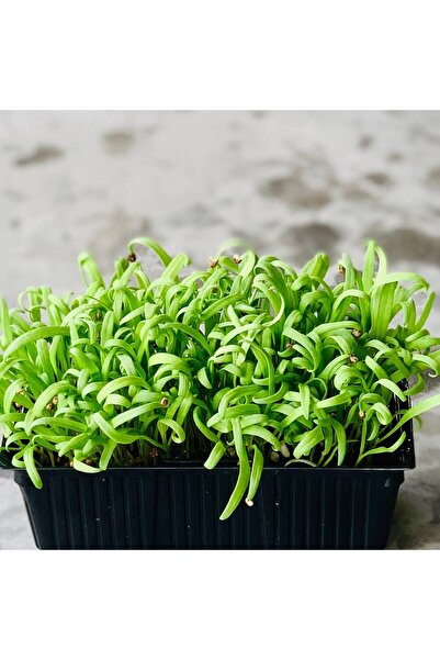 Aydınlı Tohumculuk Taze Altılı Mikro Yeşillik Seti, Havuç, Kırmızı Turp, Ispa...