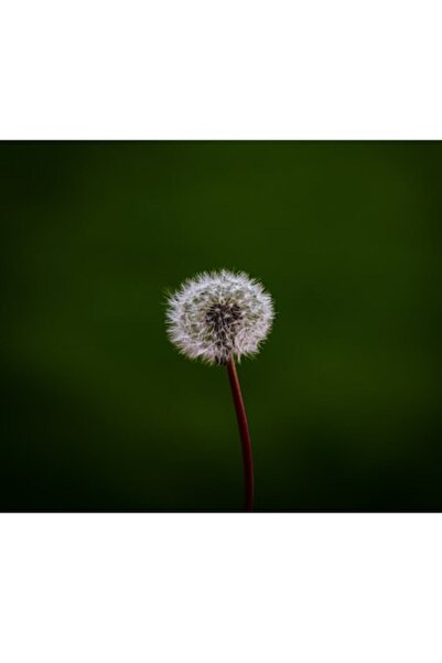 OEM Tablou Canvas, 'Puf de papadie in bataia vantului'
