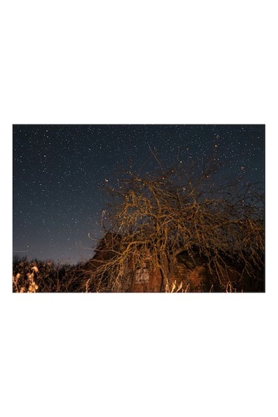 OEM Tablou Canvas, "Stele deasupra unui copac uscat", Cer, Stele, Copac, Noap...