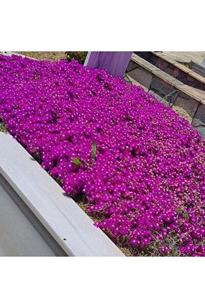 Köy Tohumları 50 Adet Tohum Nadir Bulunan Asrtix Astriks Astiriks Mezar Kabir...