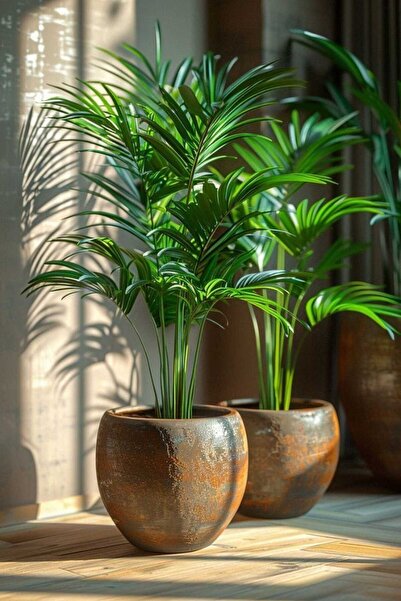 Yades Dekoratif Saksıda Areka Palmiyesi - Areca Palm