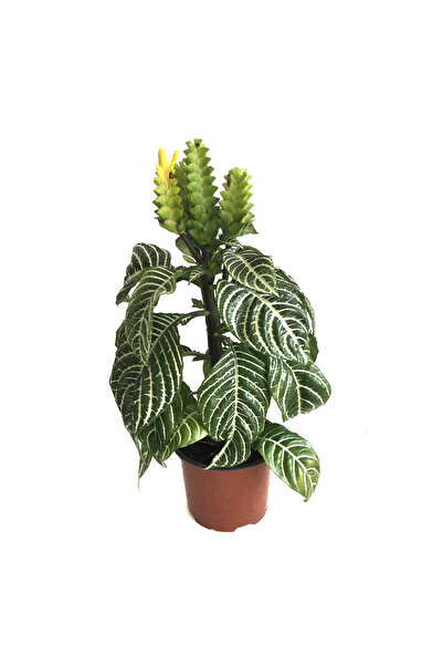 Betonish Aphelandra Squarrosa (Zebra Çiçeği)