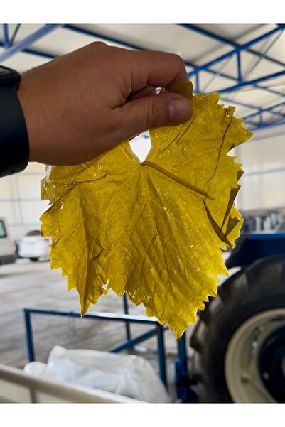 şensan Salamura Asma Yaprak 5 Kg Doğal Manisa Turgutlu (SÜZME YAPRAK 3 KG) 2025