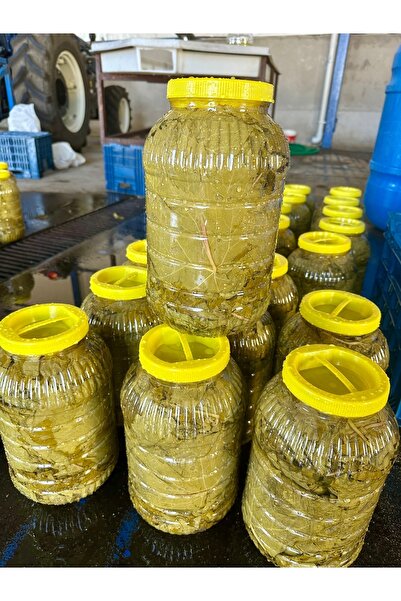 şensan Salamura Asma Yaprak 5 Kg Doğal Manisa Turgutlu (SÜZME YAPRAK 3 KG) 2025