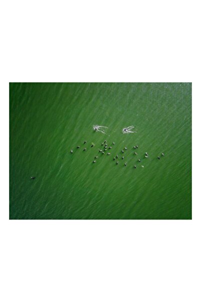 OEM Tablou Canvas, "Dansul pasarilor pe lac verde", 150 x 100cm