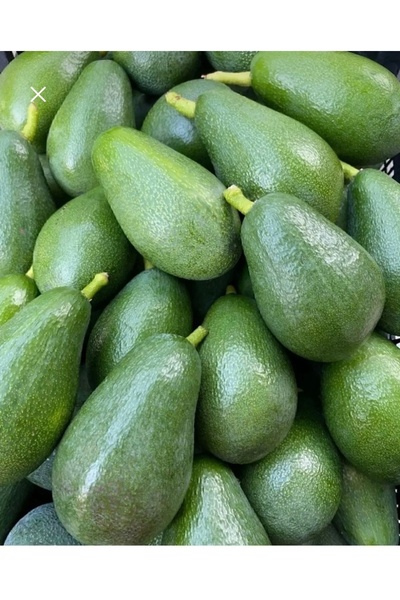 ADKTROPİKAL 1 KG AVOKADO 140/250 GR