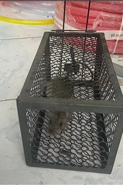 Fare Sıçan Canlı Yakalama Metal Kafes Dekoratif Kapan Tuzak Kilitli Sistem Ölçü 23 X 11 X 12