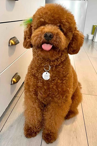 pasiole Metal Köpek Künyesi, Deri Köpek Isimlik, Köpek Kedi Tasması, Köpek Madalyonu