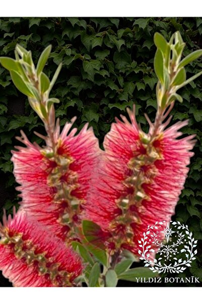 YILDIZ BOTANİK Kırmızı Fırça Çalısı Çiçeği Fırça Bitkisi Çok Dallı 40-50 Cm