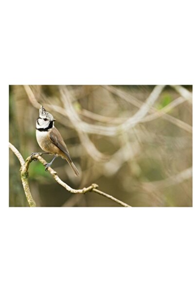 OEM Tablou Canvas, "Pasaruica sprintara pe ramura uscata", 90 x 50cm