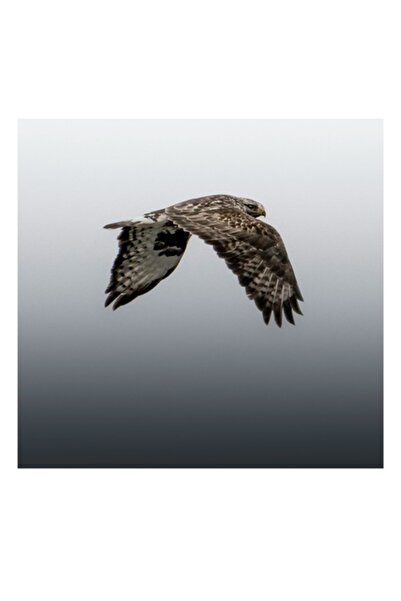 OEM Tablou Canvas, 'Zborul Grațios al Șoimului Singuratic', 50 x 70 cm