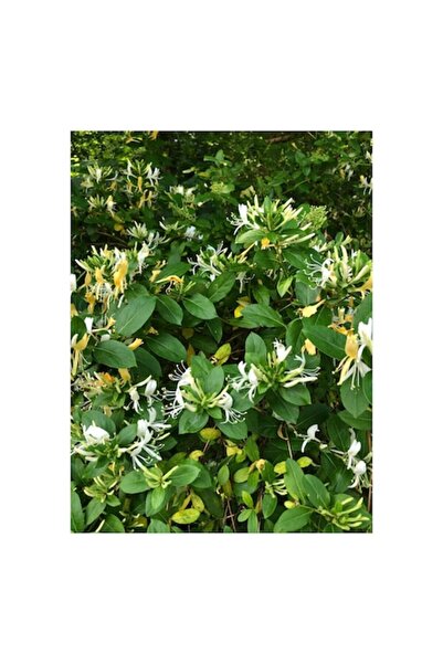 OEM Pictură pe pânză „Floarea parfumată a verii verzi”, multicoloră, 50 x 50cm