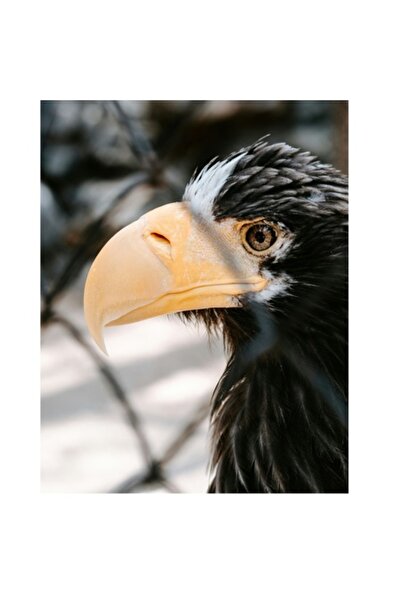 OEM Pictură pe pânză, „Privirea vulturului puternic și mândru”, Pană, Cioc, P...