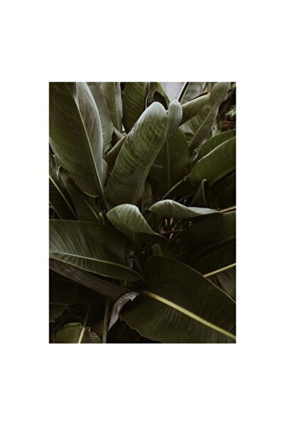 OEM Pictură pe pânză „Frunze tropicale verzi”, calitate premium, 50 x 70cm