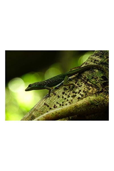 OEM Pictură pe pânză, „Șopârlă verde pe trunchi de copac”, 54 x 39 cm