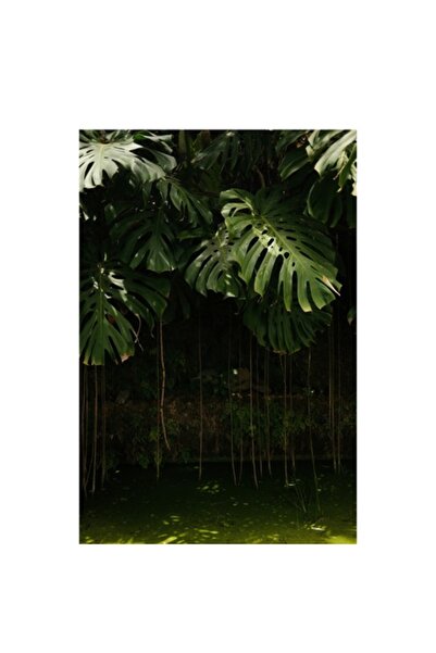 OEM Tablou Canvas, Monstera in lumina linistita a padurii, 100 x 100cm