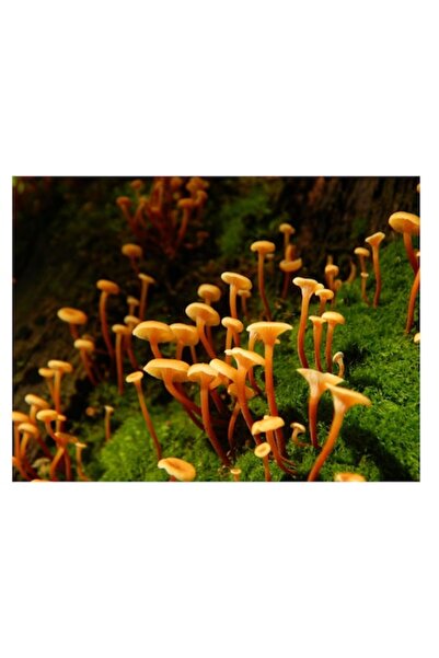 OEM Tablou Canvas, "Ciuperci aurii in padure verde", Fungi, Padure, Muschi, N...