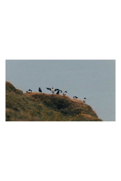 OEM Tablou Canvas, Puffini pe stancile inverzite ale coastei