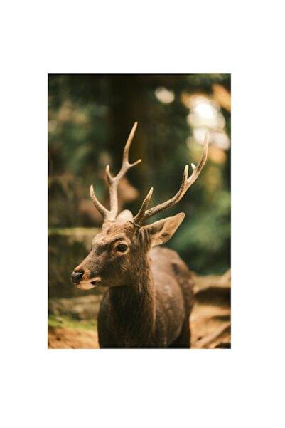 OEM Tablou Canvas, 'Cerbul in lumina padurii deasa'