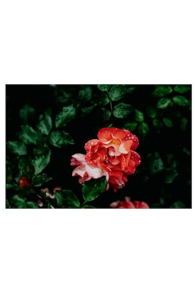 OEM Pictură pe pânză, „Flori de trandafir în ploaie calmă”, Roșu, Petale, Fru...