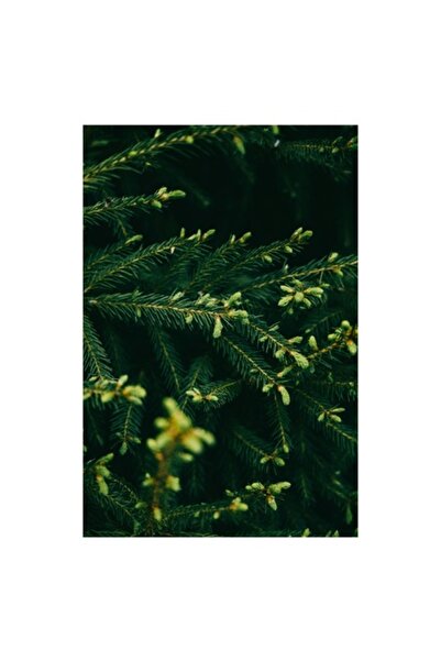 OEM Tablou Canvas, "Crengile verzi ale padurii vii", Verde, Pini, Natura, Ace...