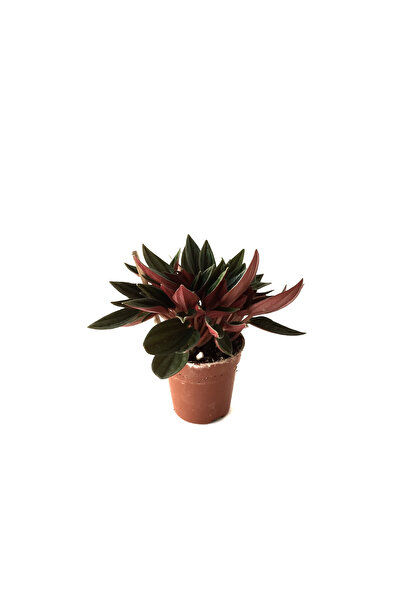 Betonish Peperomia Caperata (Zümrüt Dalgası Çiçeği)