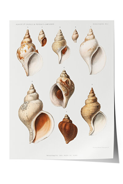 Zestia Poster fără ramă, ilustrație din colecția Sea Shells, Poster decorativ...