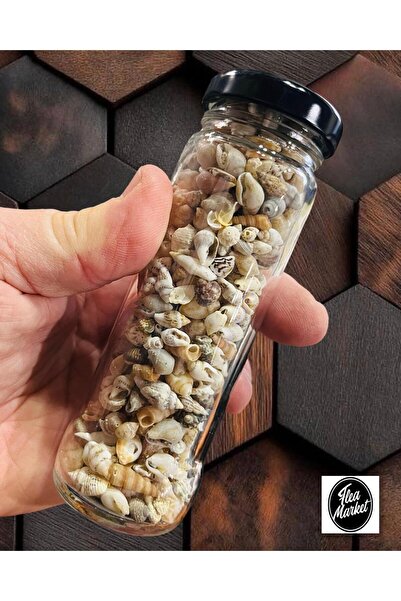 Aslan Online 250 Adet Natural Minik Deniz Kabukları - Epoksi Nassa Shell - De...