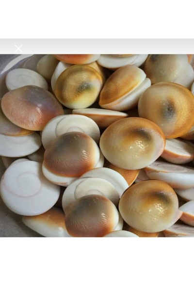 Zey-Al حجر الأفعى 40 قطعة ذكر وأنثى مختلط