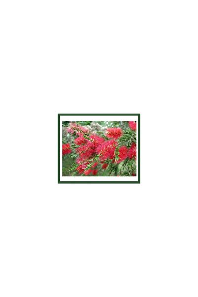 Mimoza Callistemon Leavis (Fırça Çalısı) Fidanı
