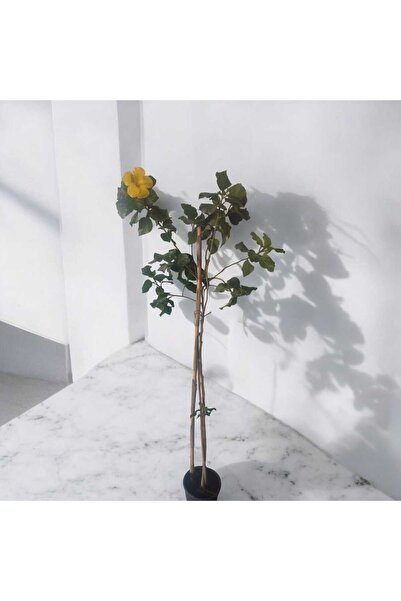 peyzajyagmur Baston Sarı japon gülü [1.5 metre boyunda ciceklidir]fidanı