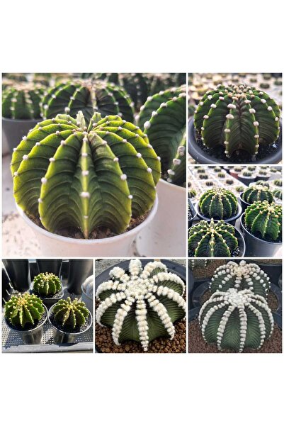 variegataseeds Özel Tür Kaktüs Yavru Boy