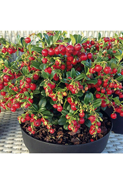 AnkaBahçe Turna Yemişi (Cranberry) Fidanı 9 cm saksıda