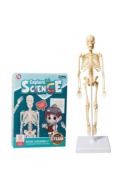 Choice 117 Skeleton Model Joints Of Human Organ Bone Model DIY Assembly Skeletal Removable Structural Skel