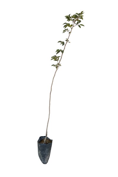 Other Trabzon Hurması Fidanı – Aşılı – 2 Yaş – Tüplü – Canlı ve Sağlıklı