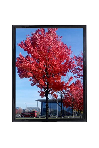 Generic إطار صورة أسود من Medog مقاس 12×16 بدون حصيرة لعرض الصور، مقاس النافذ...