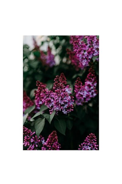 OEM Tablou Canvas, 'Flori de liliac in gradina de primavara', Flori, Mov, Fru...