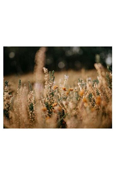 OEM Tablou Canvas Premium "Camp auriu de flori salbatice"