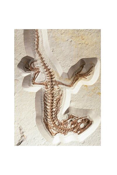 OEM Tablou Canvas 'Fosila de șopârlă în stânca păstrată', Șopârlă, Fosilă, Schelet, Detaliat,