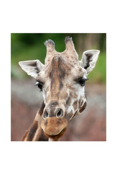 OEM Pictură pe pânză, „Întâlnire cu grațioasa girafă africană”, Gât, Pete, Urechi, Blândețe, Privire, Animal