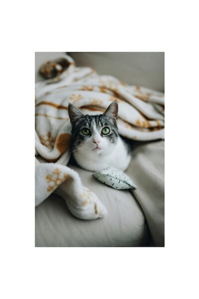 OEM Pictură pe pânză, „Pisică înfășurată într-o pătură colorată”